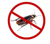 除四害白蚁防治-居民家中灭蟑螂关键是灭卵荚