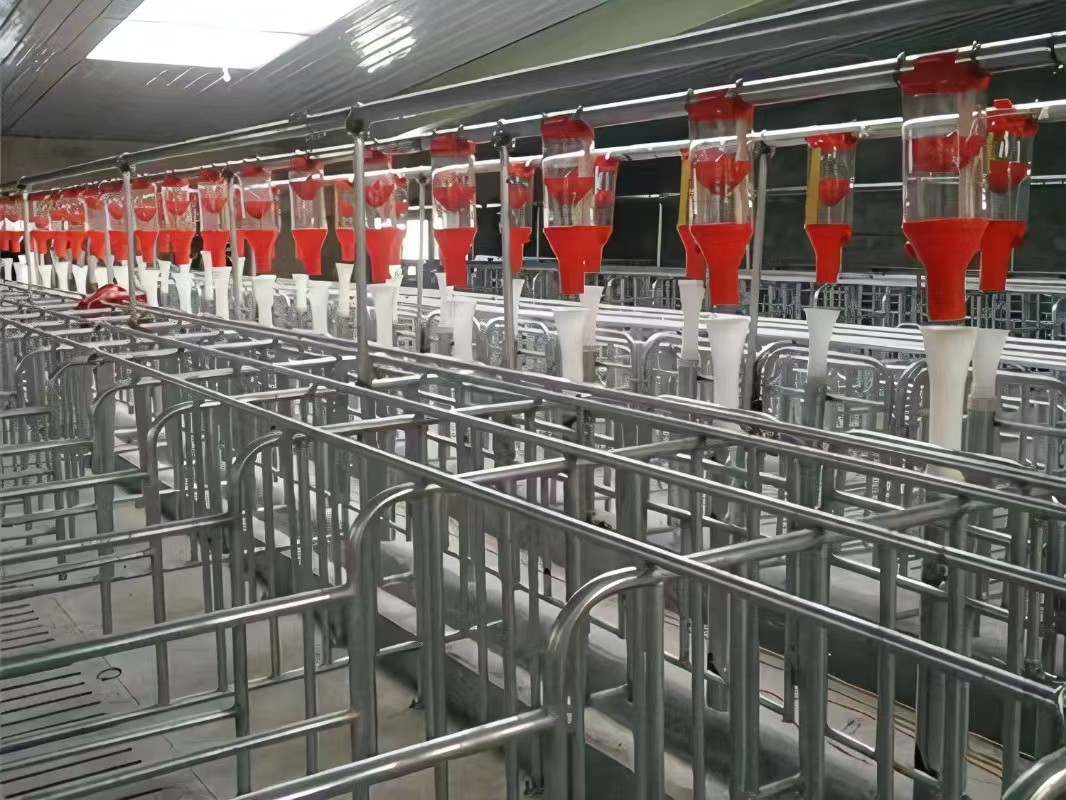 母猪自动化饲料喂料线采用60不锈钢管