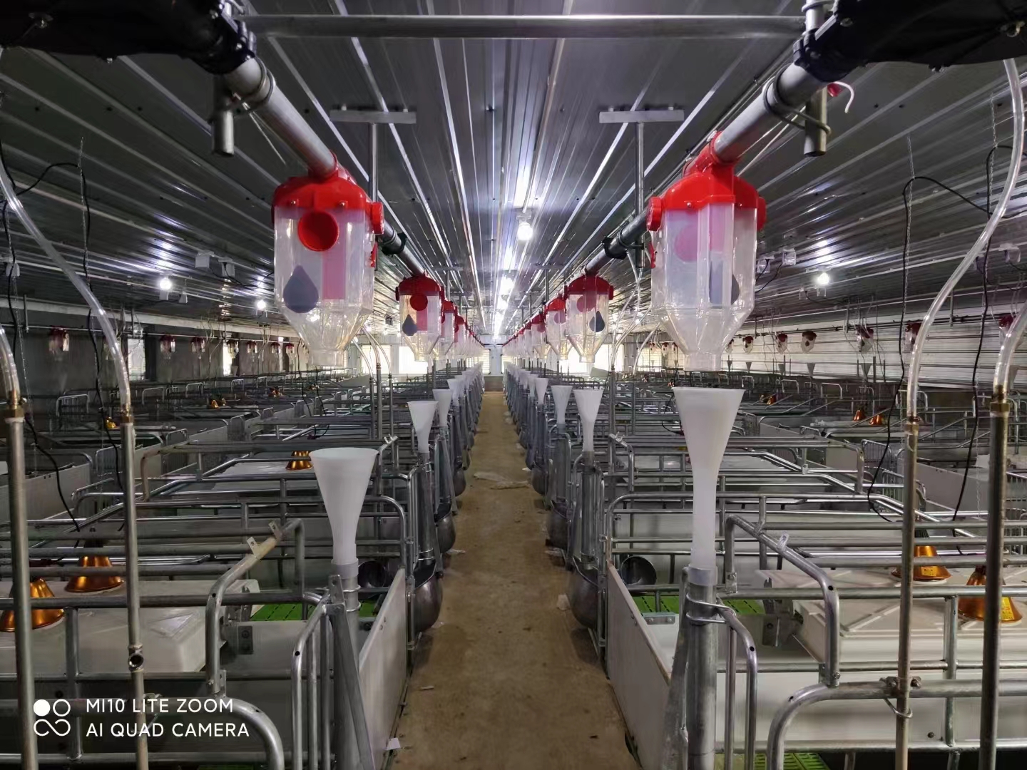 新建猪场规划自动化饲料喂料线以及安装